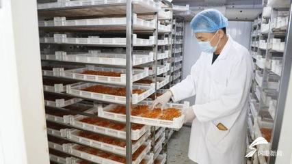 42秒|十年育一菌株!德州首家蛹蟲草生產基地迎來采收 年產量達1200余公斤
