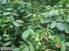 8518核桃苗廠家 大量供應優惠的8518核桃苗圖片|8518核桃苗廠家 大量供應優惠的8518核桃苗產品圖片由山東省海陽新天地果業研究所公司生產提供-